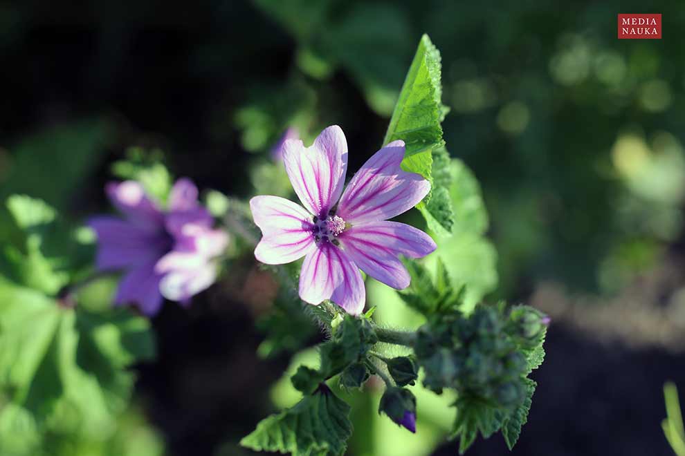 ślaz dziki (Malva sylvestris)