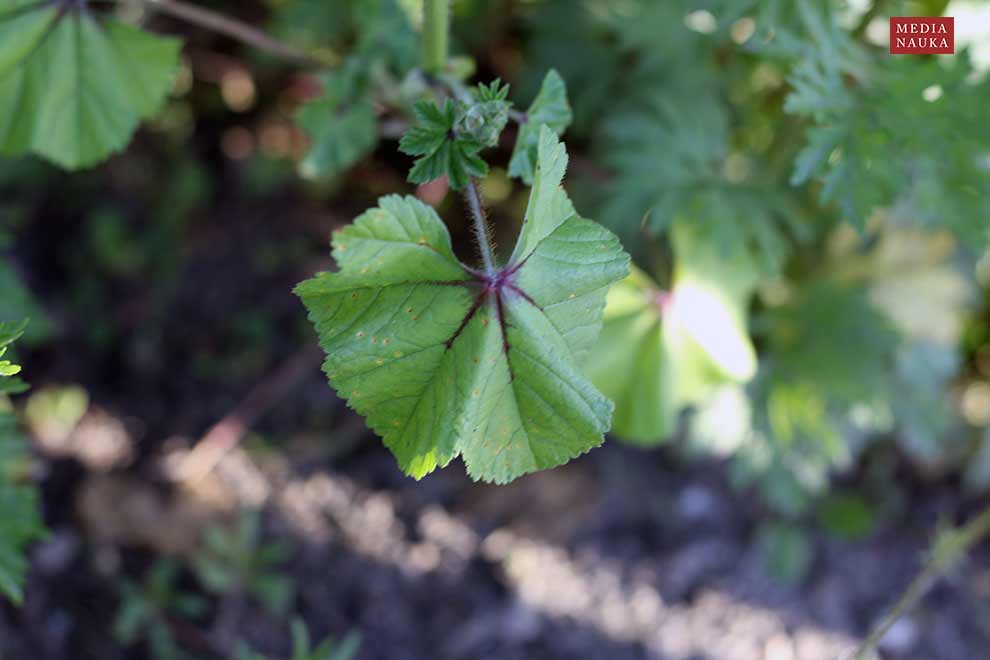 ślaz dziki (Malva sylvestris)