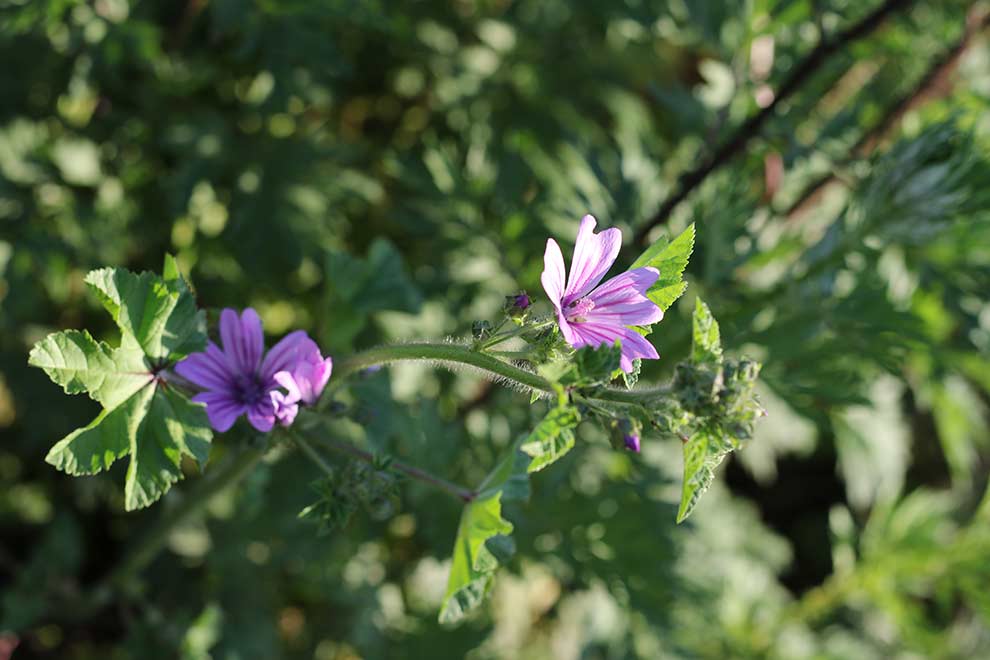 ślaz dziki (Malva sylvestris)