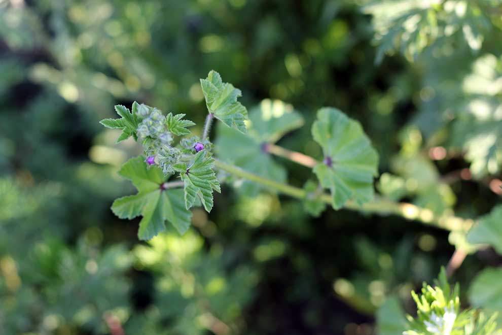 ślaz dziki (Malva sylvestris)