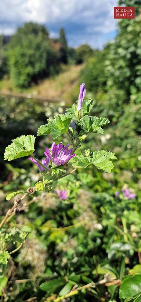 ślaz dziki (Malva sylvestris)