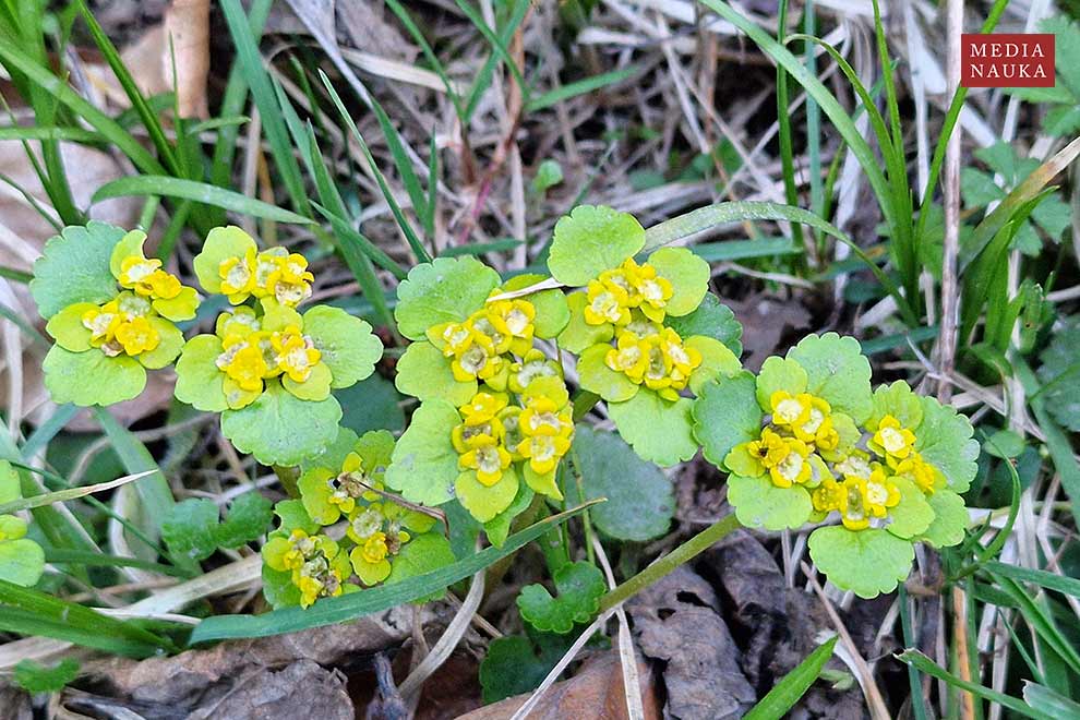 śledziennica skrętolistna, śledziennica naprzemianlistna (Chrysosplenium alternifolium)