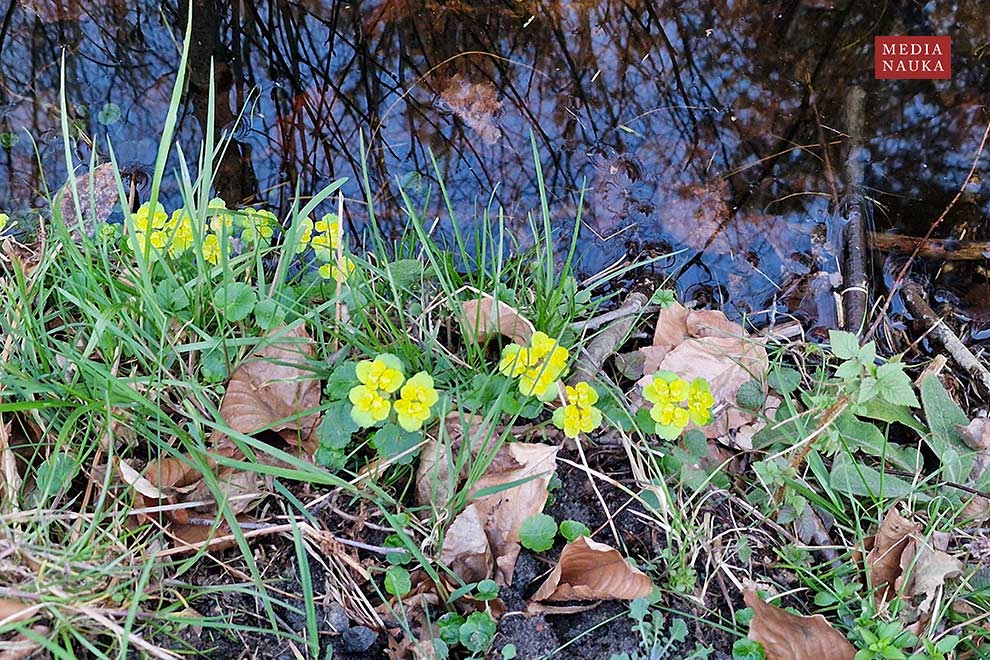 śledziennica skrętolistna, śledziennica naprzemianlistna (Chrysosplenium alternifolium)