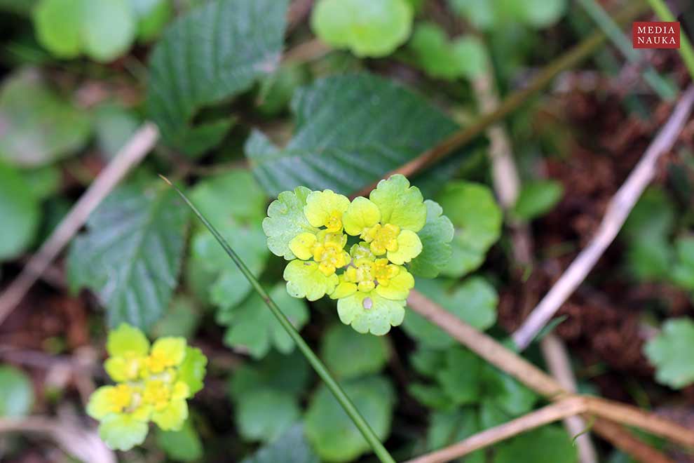 śledziennica skrętolistna, śledziennica naprzemianlistna (Chrysosplenium alternifolium)