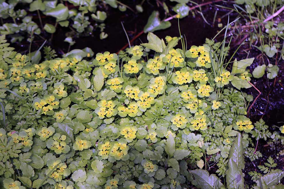 śledziennica skrętolistna, śledziennica naprzemianlistna (Chrysosplenium alternifolium)
