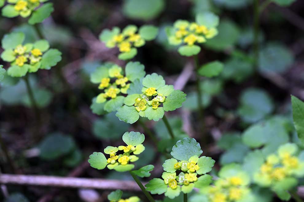 śledziennica skrętolistna, śledziennica naprzemianlistna (Chrysosplenium alternifolium)