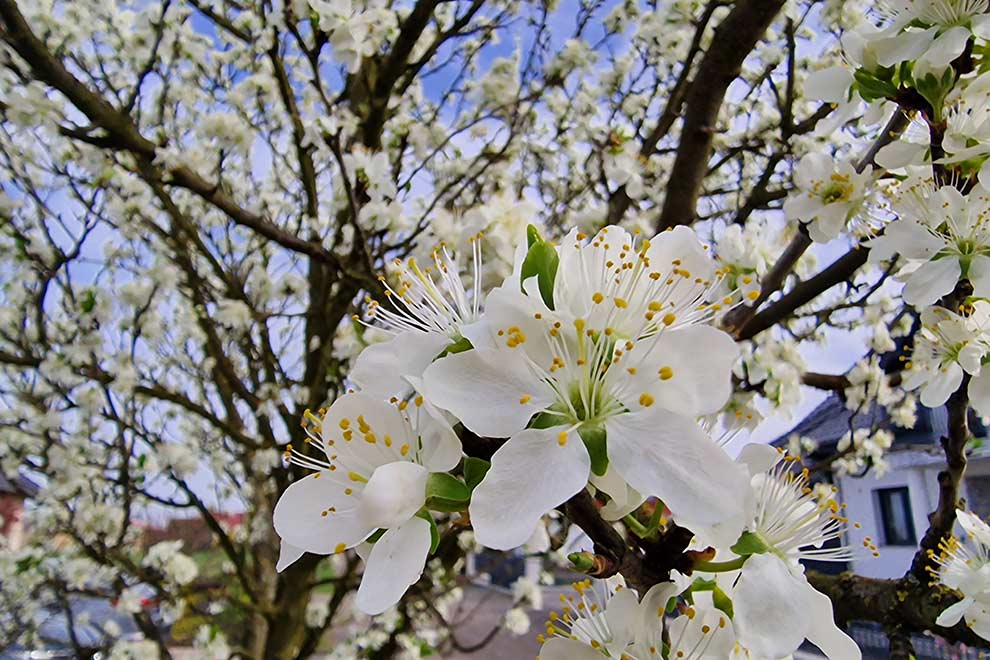 śliwa domowa, węgierka (Prunus domestica)