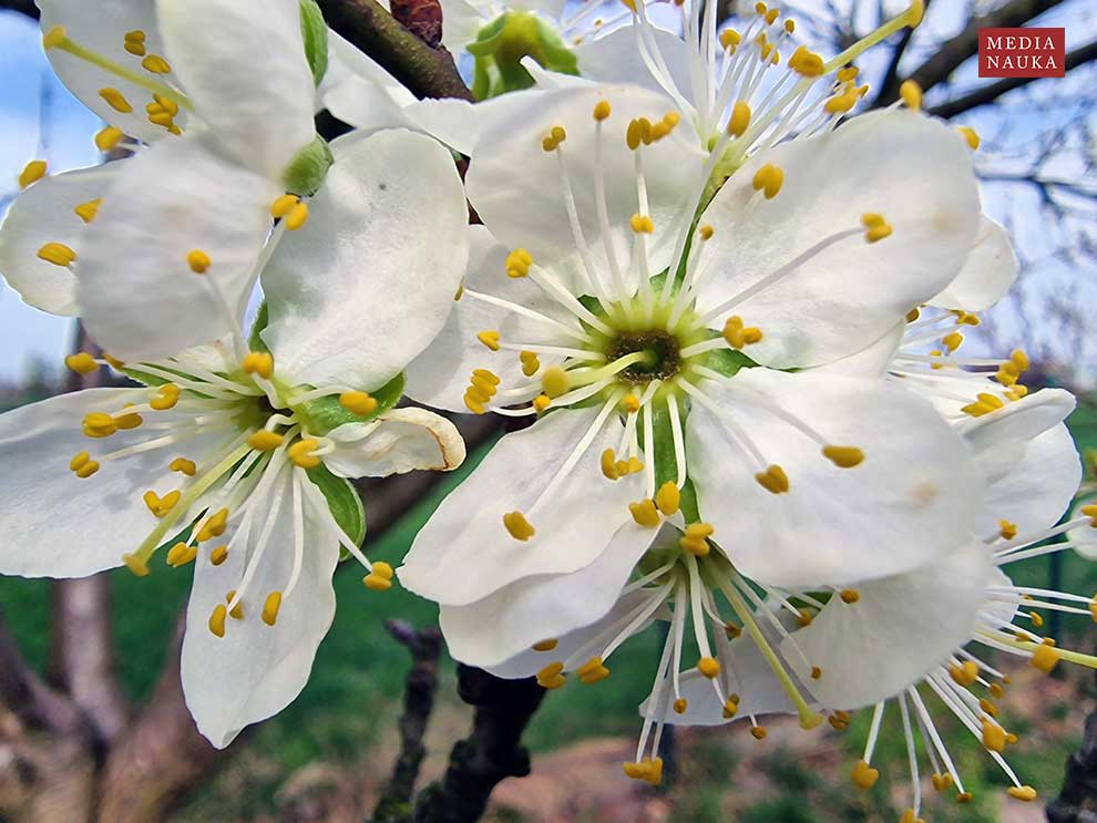 śliwa domowa, węgierka (Prunus domestica)