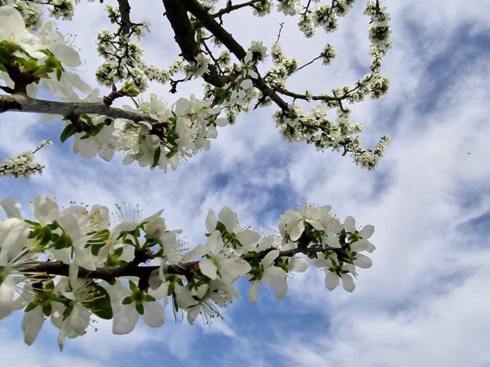 śliwa domowa, węgierka (Prunus domestica)