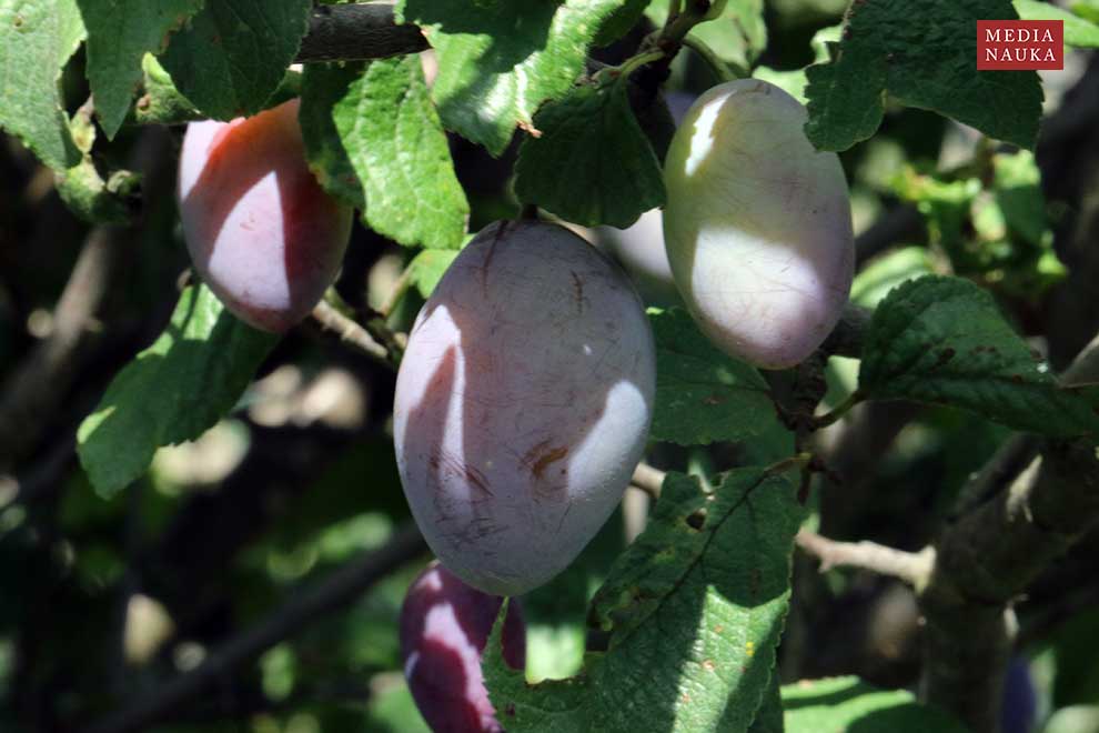 śliwa domowa, węgierka (Prunus domestica)