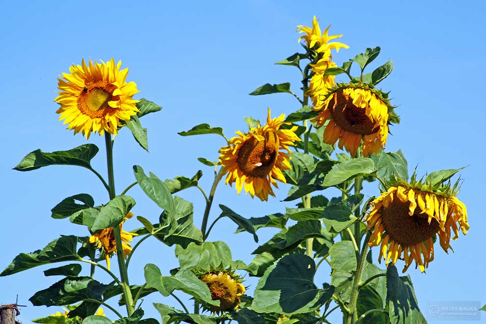 słonecznik zwyczajny (Helianthus annuus)