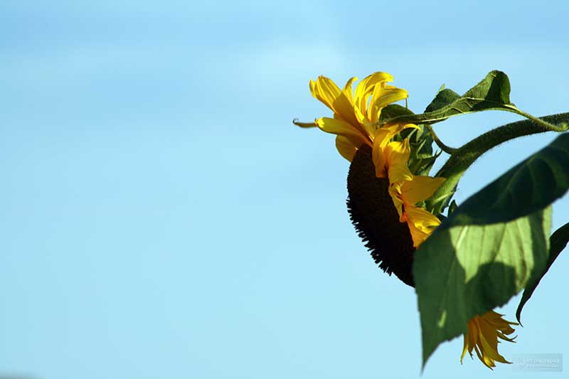słonecznik zwyczajny (Helianthus annuus)