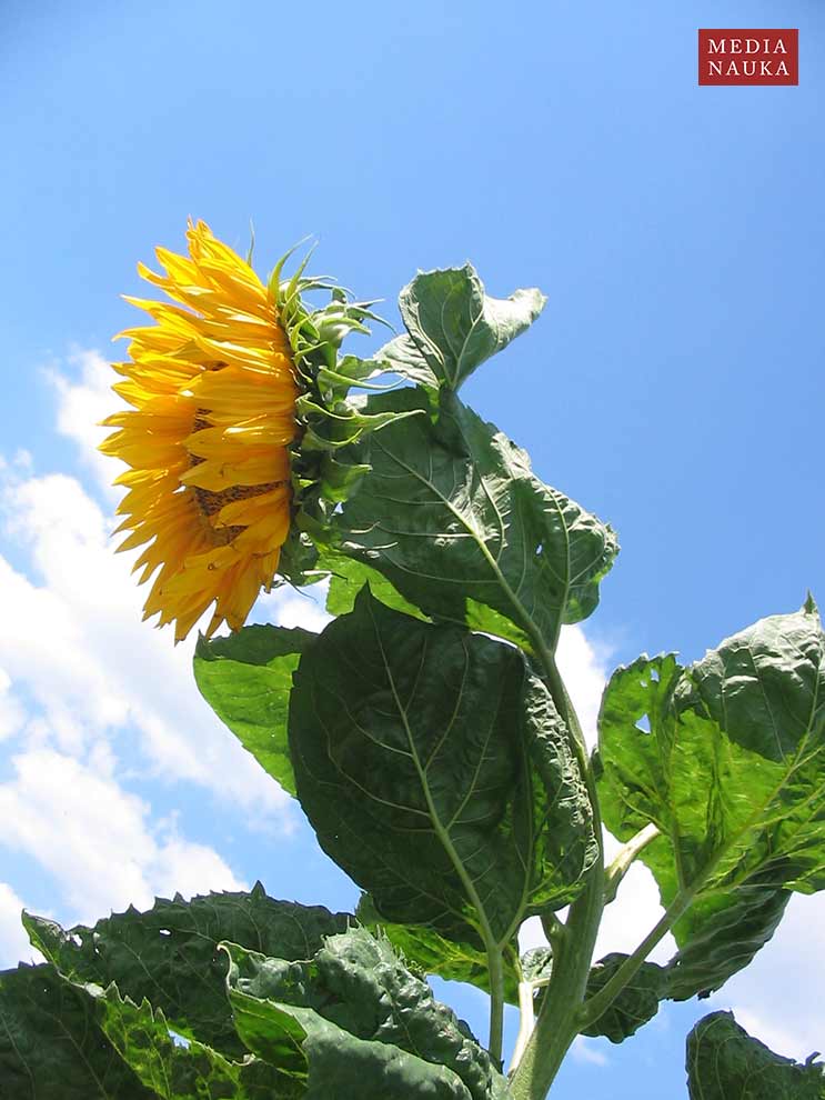 słonecznik zwyczajny (Helianthus annuus)