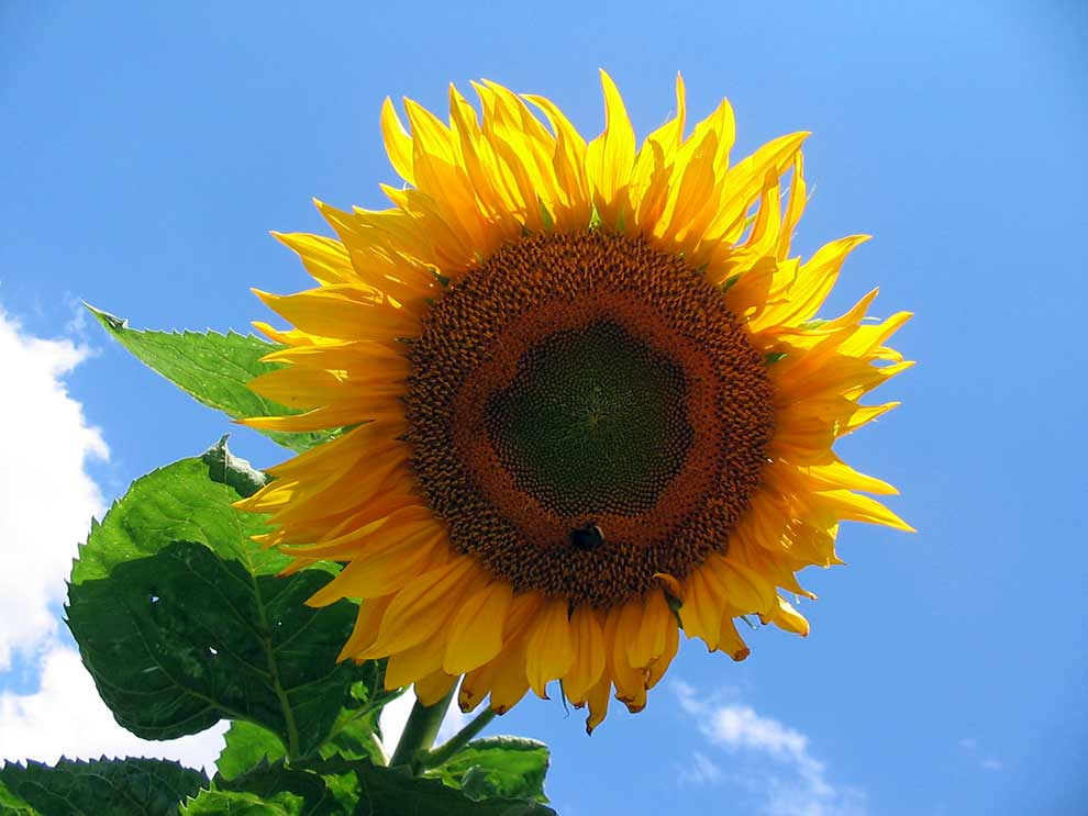 słonecznik zwyczajny (Helianthus annuus)