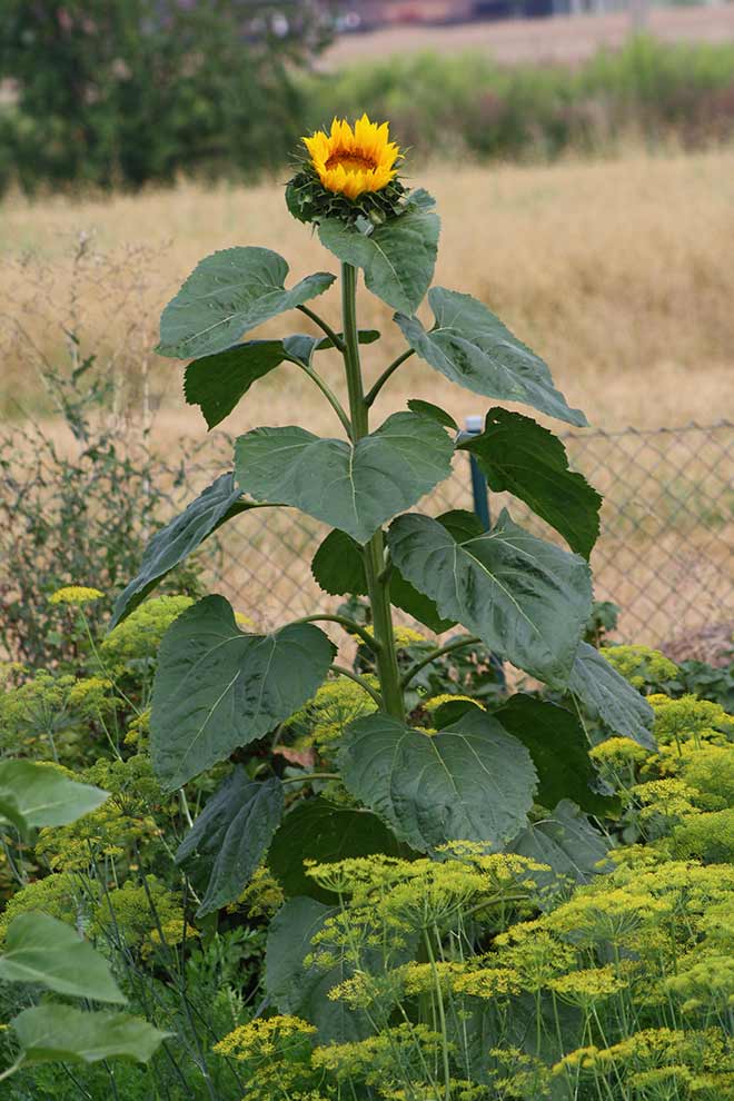 słonecznik zwyczajny (Helianthus annuus)