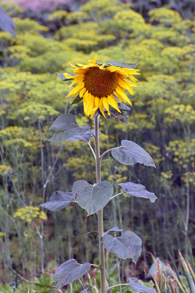 słonecznik zwyczajny (Helianthus annuus)