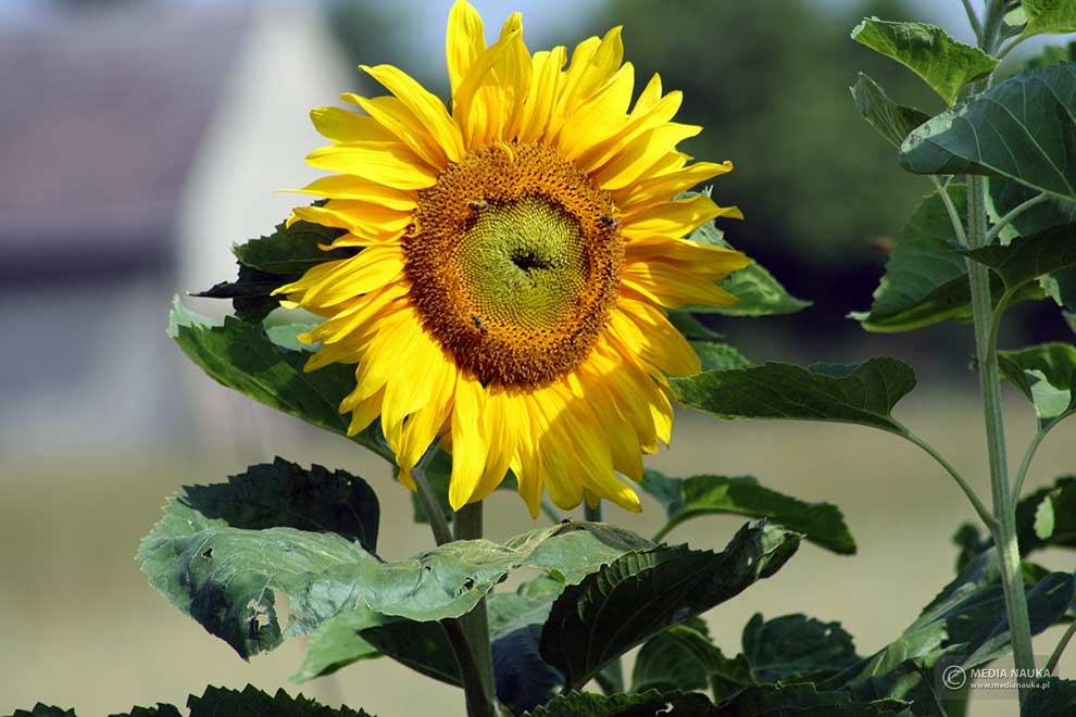 słonecznik zwyczajny (Helianthus annuus)