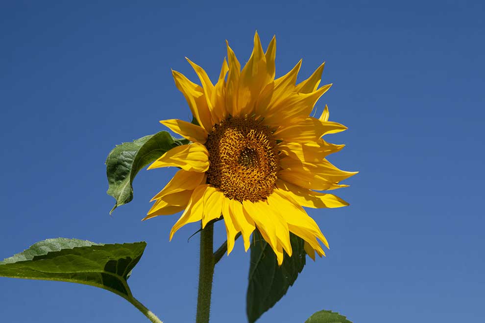 słonecznik zwyczajny (Helianthus annuus)