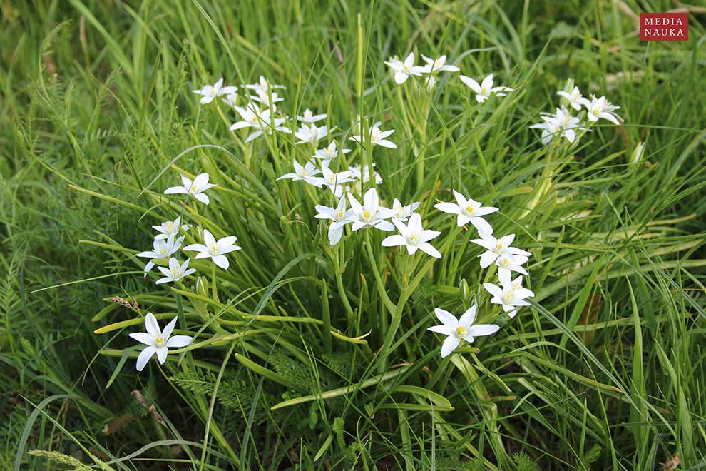 śniedek baldaszkowy (Ornithogalum umbellatum)