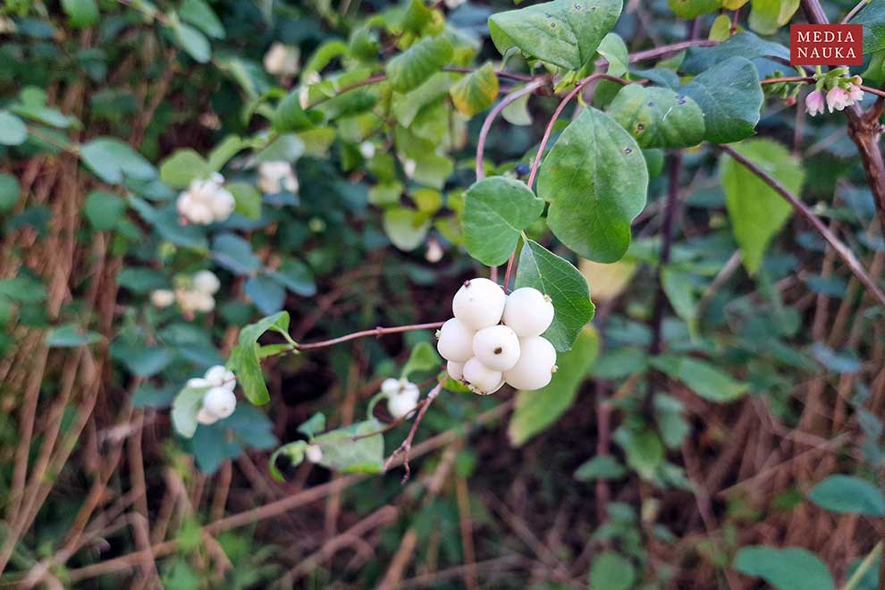śnieguliczka biała (Symphoricarpos albus)