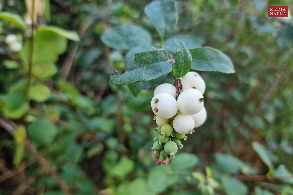 śnieguliczka biała (Symphoricarpos albus)