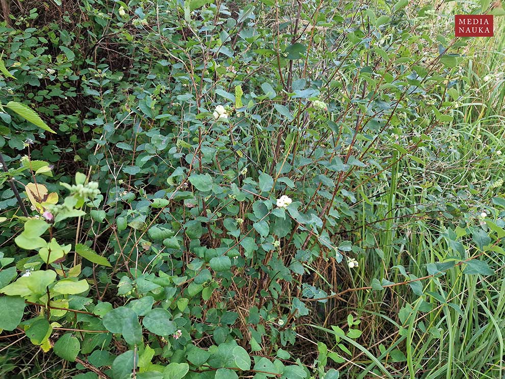 śnieguliczka biała (Symphoricarpos albus)