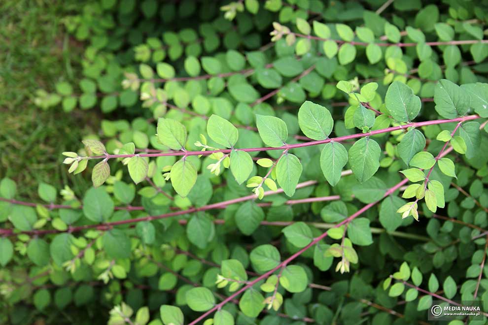 śnieguliczka Chenaulta (Symphoricarpos × chenaultii)