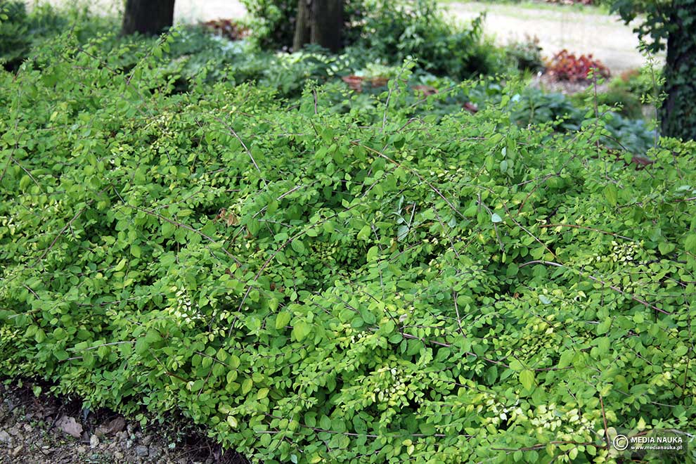 śnieguliczka Chenaulta (Symphoricarpos × chenaultii)
