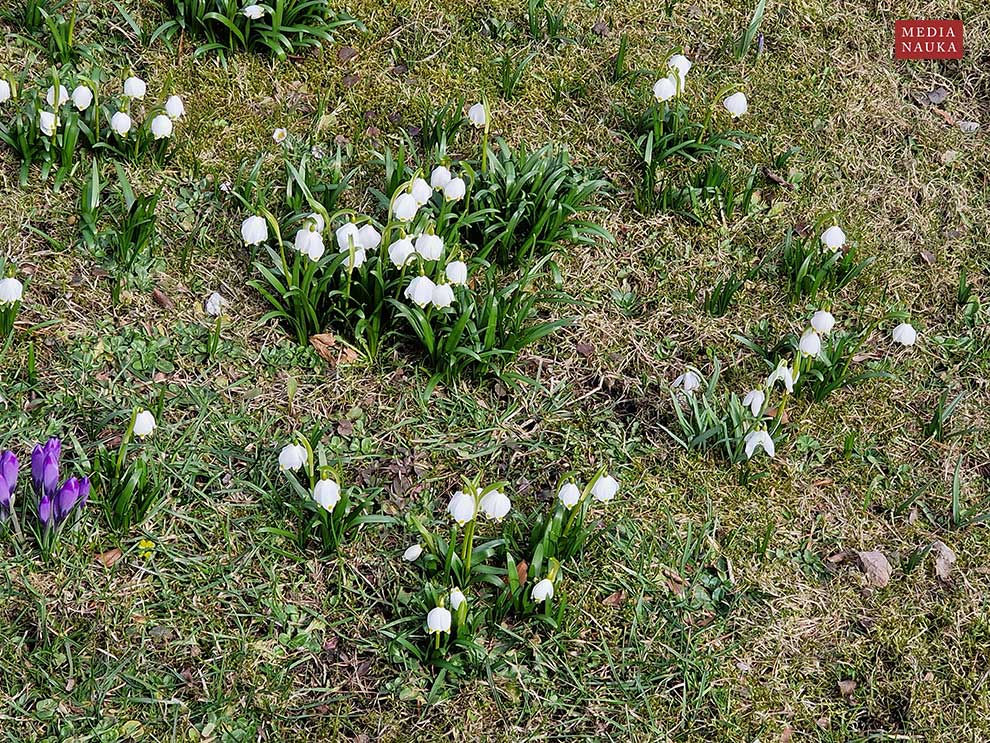 śnieżyca wiosenna (Leucojum vernum)