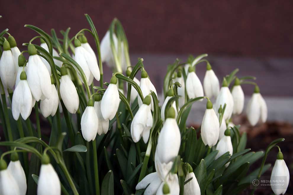 śnieżyczka przebiśnieg (Galanthus nivalis)