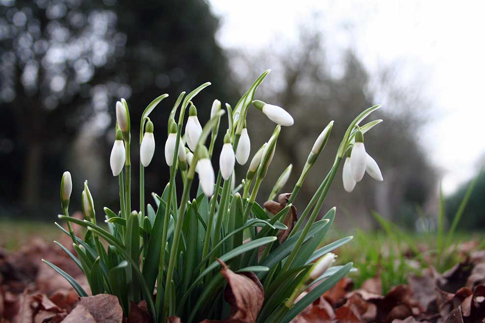 śnieżyczka przebiśnieg (Galanthus nivalis)