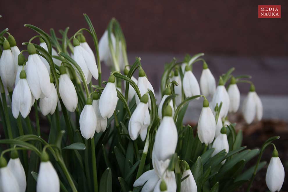 śnieżyczka przebiśnieg (Galanthus nivalis)