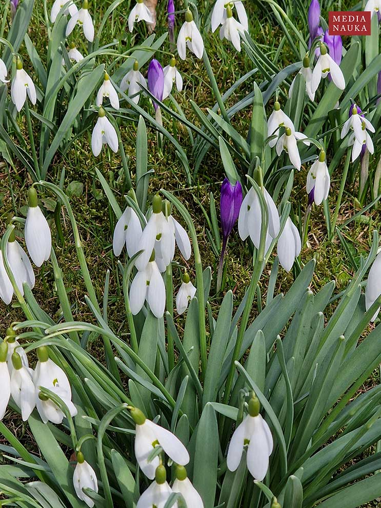 śnieżyczka przebiśnieg (Galanthus nivalis)