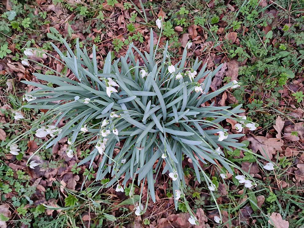 śnieżyczka przebiśnieg (Galanthus nivalis)