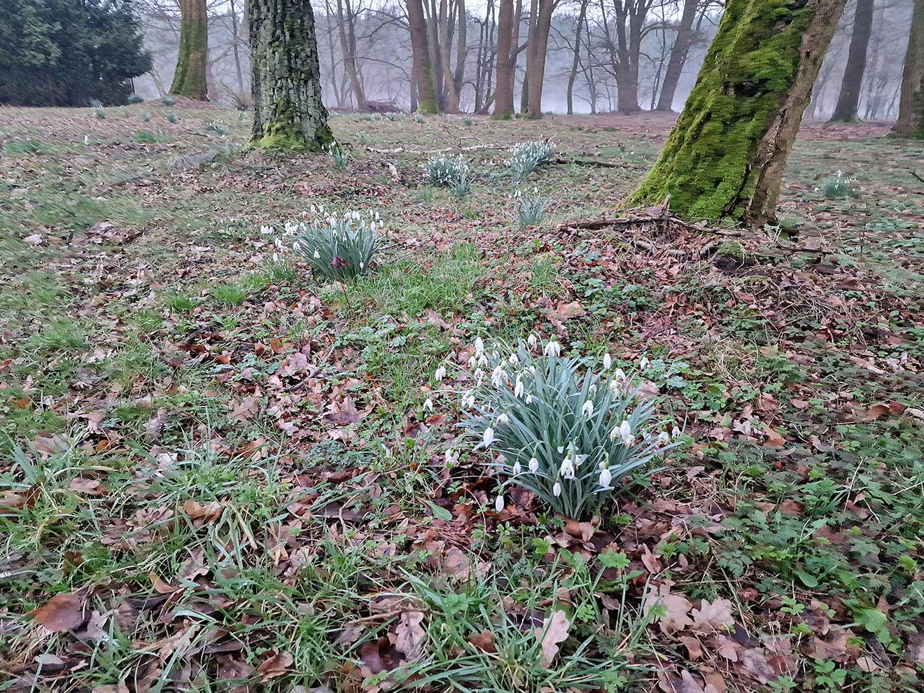 śnieżyczka przebiśnieg (Galanthus nivalis)