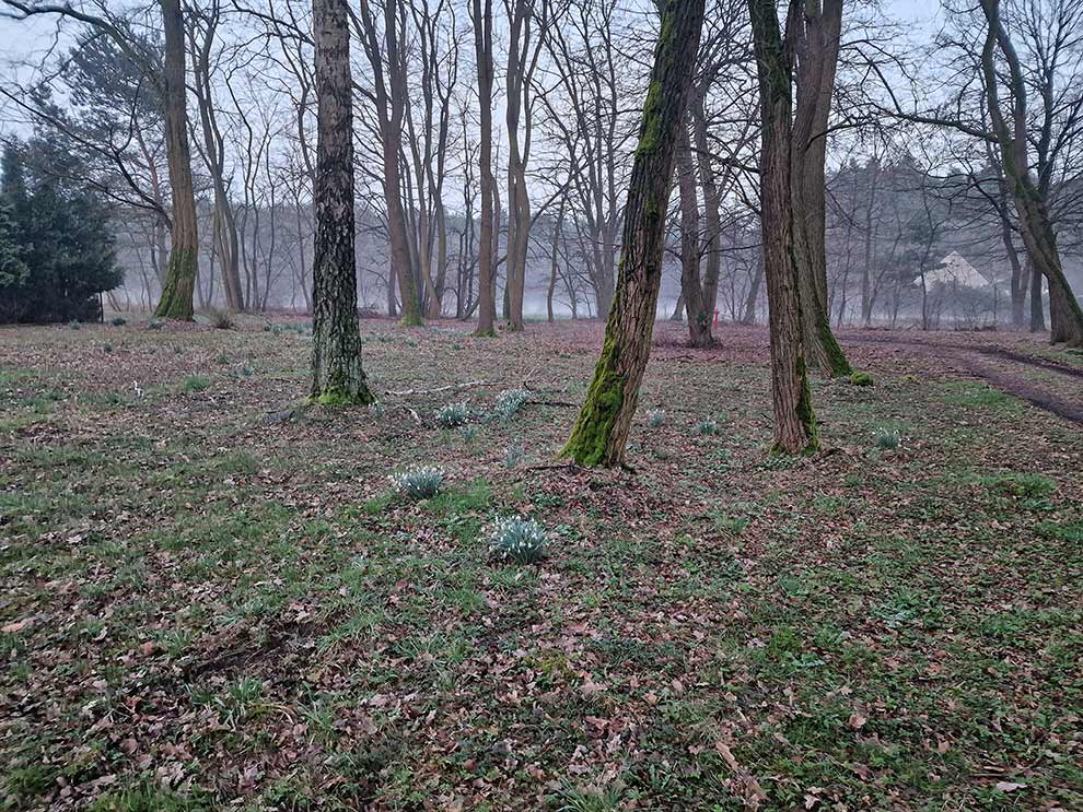 śnieżyczka przebiśnieg (Galanthus nivalis)