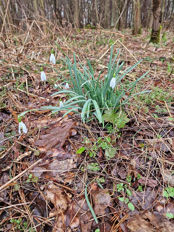 śnieżyczka przebiśnieg (Galanthus nivalis)