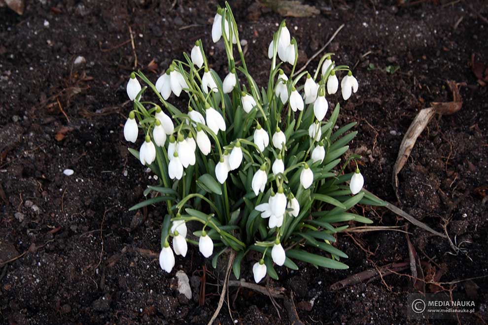śnieżyczka przebiśnieg (Galanthus nivalis)