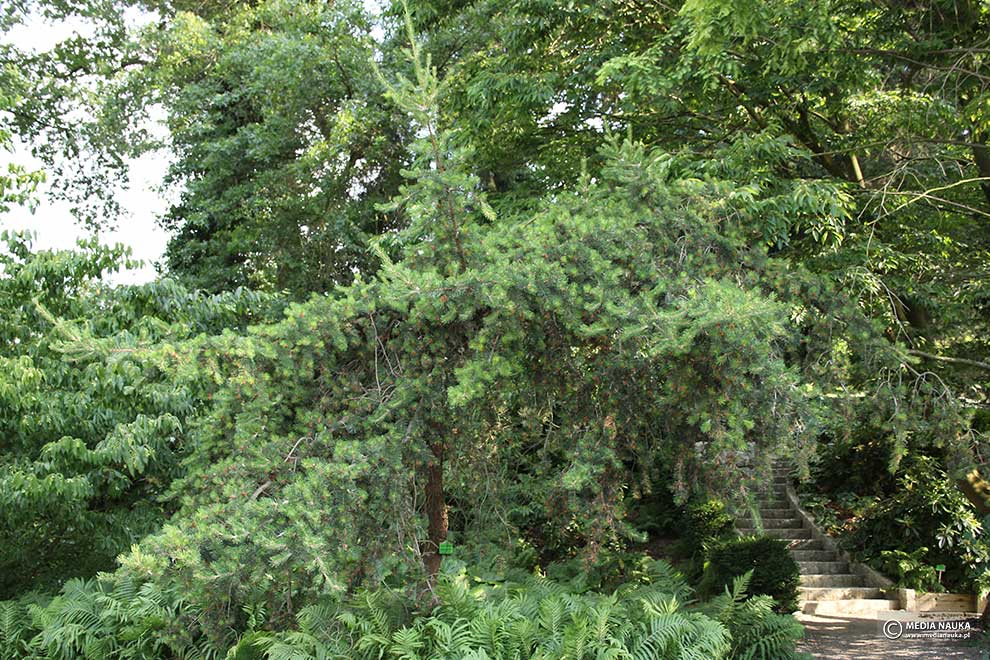 sosna Banksa (Pinus banksiana)