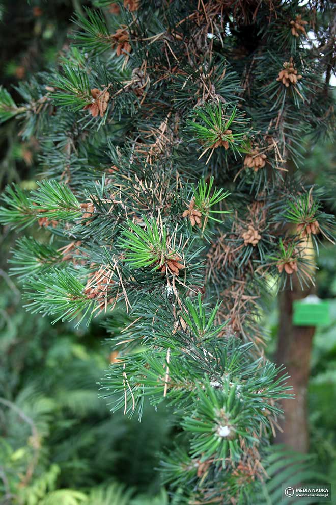 sosna Banksa (Pinus banksiana)