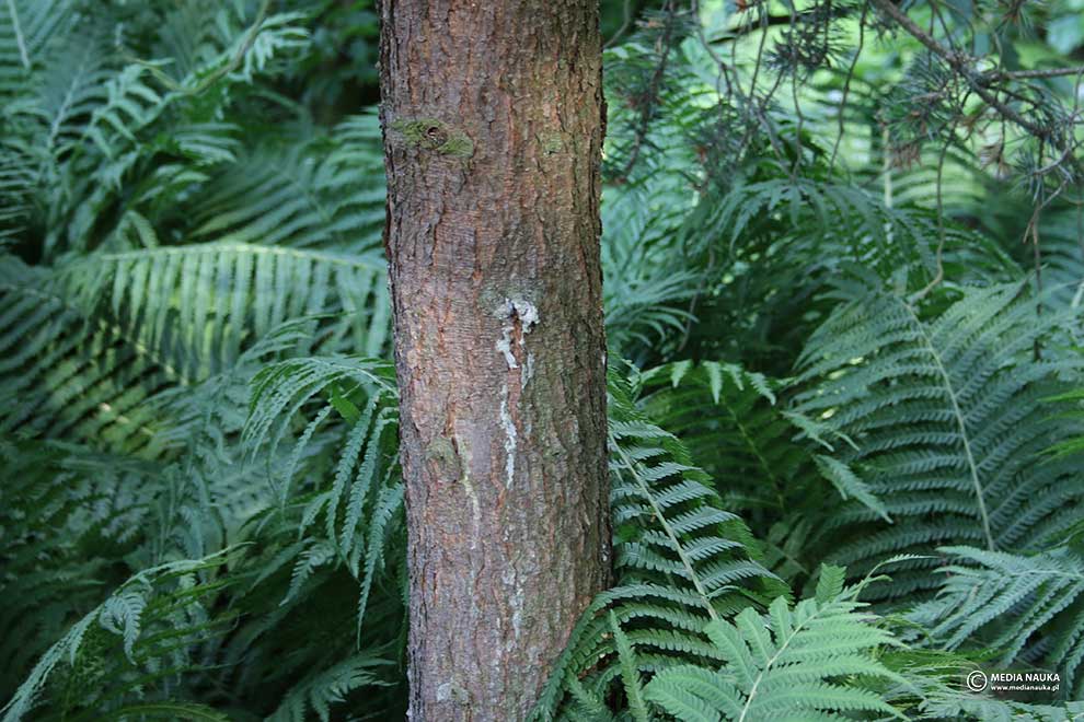 sosna Banksa (Pinus banksiana)