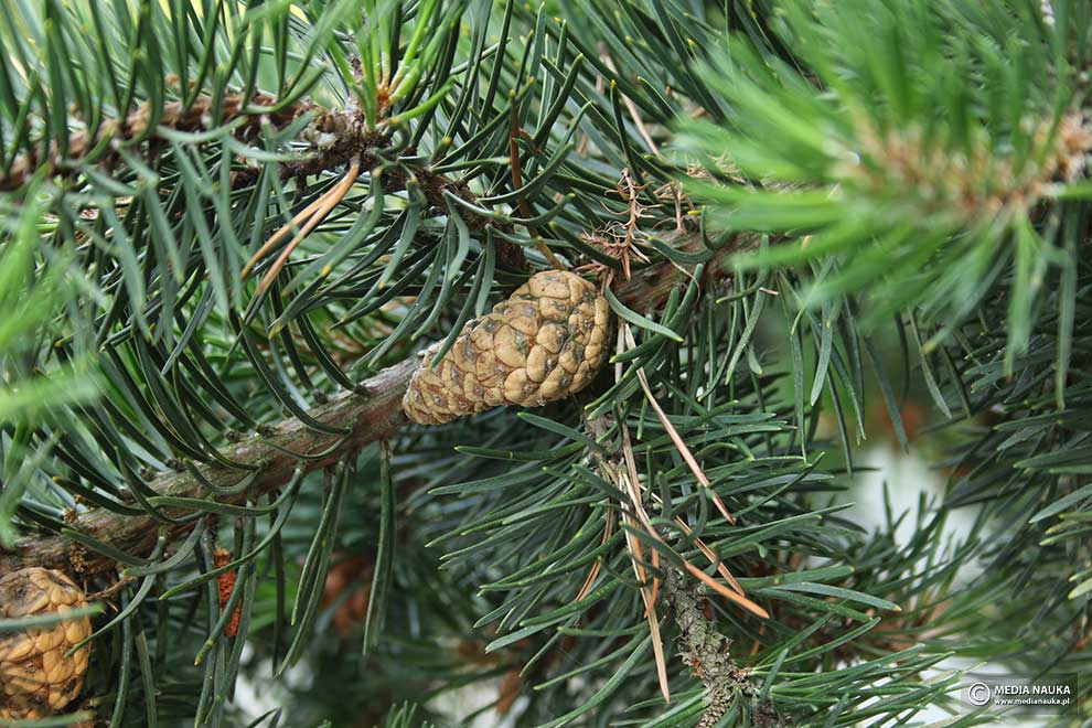 sosna Banksa (Pinus banksiana)