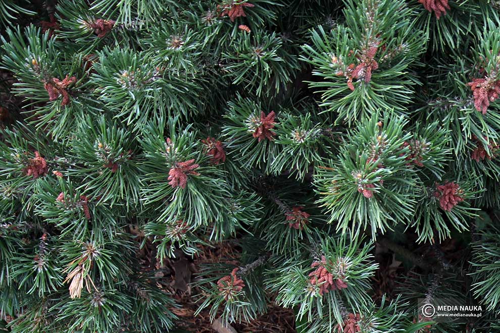 kosodrzewina, sosna górska, sosna kosa, kosówka (Pinus mugo)
