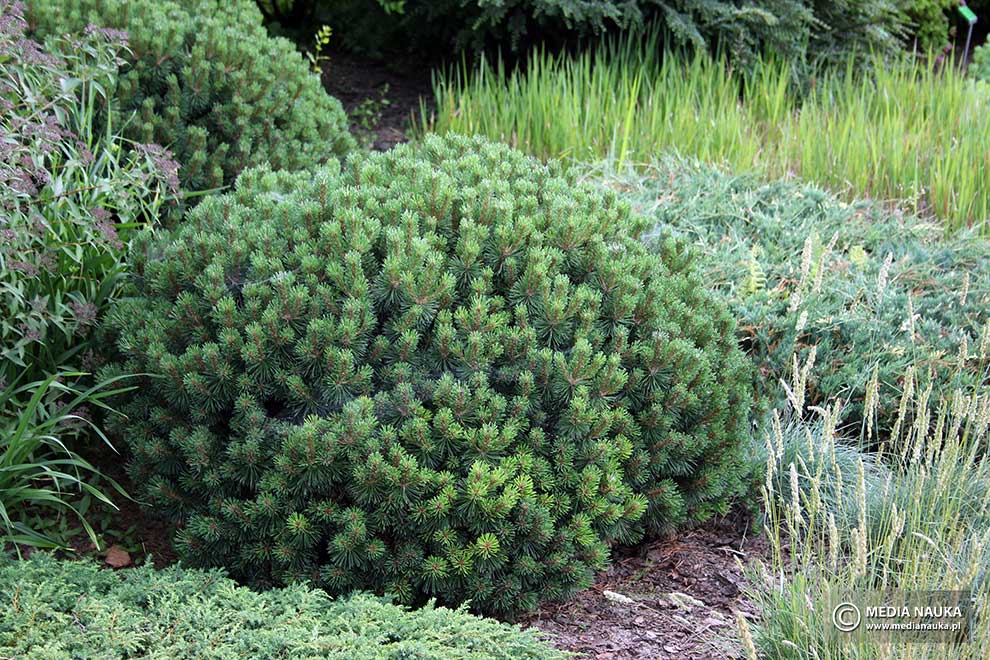 kosodrzewina, sosna górska, sosna kosa, kosówka (Pinus mugo)