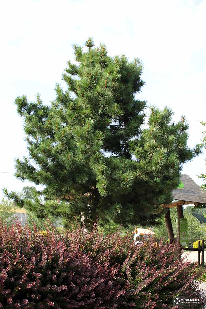 sosna koreańska (Pinus koraiensis)
