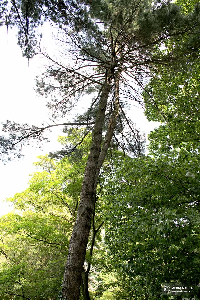 sosna koreańska (Pinus koraiensis)
