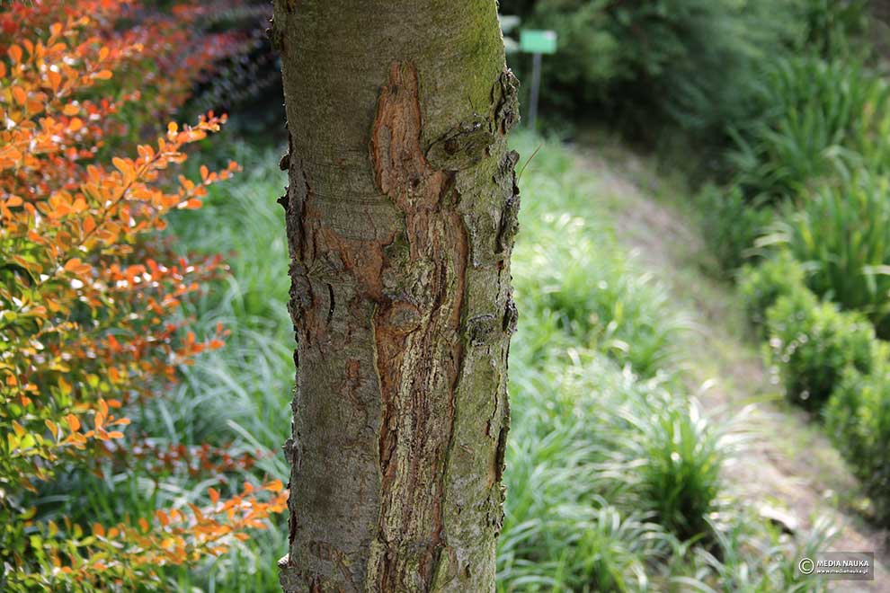 sosna koreańska (Pinus koraiensis)