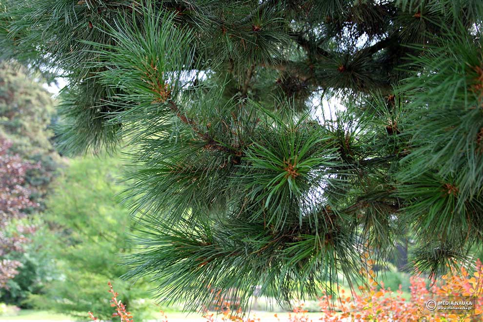 sosna koreańska (Pinus koraiensis)