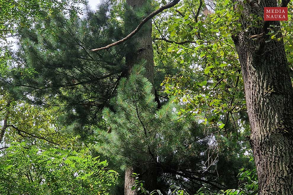 sosna wejmutka (Pinus strobus)