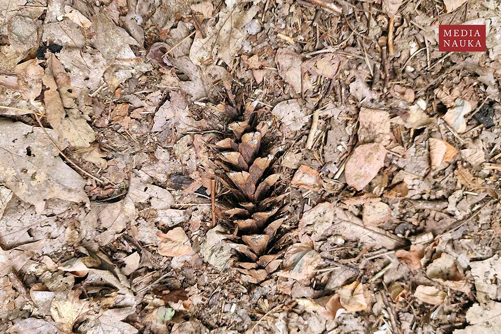 sosna wejmutka (Pinus strobus)